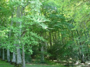 bosco di sant'antonio