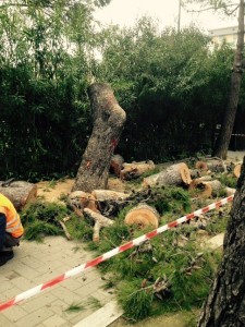 abbattimento alberi a Pescara