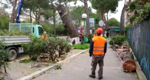 abbattimento alberi a Pescara.jpg2
